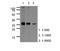 Apolipoprotein A1 antibody, AM39003PU-S, Origene, Western Blot image 