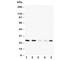 HB-GAM antibody, R30484, NSJ Bioreagents, Western Blot image 