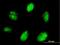 ETV7 antibody, H00051513-B01P, Novus Biologicals, Immunofluorescence image 