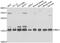 NME/NM23 Nucleoside Diphosphate Kinase 2 antibody, abx006956, Abbexa, Western Blot image 