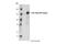 Praja Ring Finger Ubiquitin Ligase 2 antibody, 40180S, Cell Signaling Technology, Western Blot image 