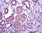 Protein Kinase C Epsilon antibody, ab124806, Abcam, Immunohistochemistry paraffin image 