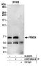FERM domain-containing protein 6 antibody, A305-589A-M, Bethyl Labs, Immunoprecipitation image 