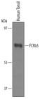 Fc Receptor Like 6 antibody, AF6284, R&D Systems, Western Blot image 