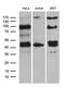 SHANK Associated RH Domain Interactor antibody, M06687, Boster Biological Technology, Western Blot image 