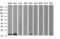 D-Dopachrome Tautomerase antibody, M01354-1, Boster Biological Technology, Western Blot image 