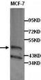 WW Domain Containing Oxidoreductase antibody, TA310136, Origene, Western Blot image 