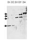 Phosphodiesterase 4D antibody, ab14613, Abcam, Western Blot image 