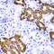 Keratin 19 antibody, orb129657, Biorbyt, Immunohistochemistry paraffin image 