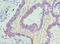 CCCTC-Binding Factor antibody, A68302-100, Epigentek, Immunohistochemistry paraffin image 