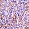 CAD protein antibody, orb74344, Biorbyt, Immunohistochemistry paraffin image 