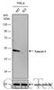 Fascin Actin-Bundling Protein 1 antibody, GTX100511, GeneTex, Western Blot image 