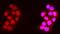 5'-Aminolevulinate Synthase 1 antibody, A10405-1, Boster Biological Technology, Immunofluorescence image 