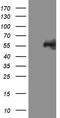 n-myc antibody, TA809374, Origene, Western Blot image 