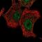 LON Peptidase N-Terminal Domain And Ring Finger 2 antibody, NBP2-56830, Novus Biologicals, Immunofluorescence image 