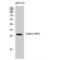 BCL2 antibody, LS-C381252, Lifespan Biosciences, Western Blot image 