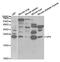 Glycoprotein IX Platelet antibody, MBS2524076, MyBioSource, Western Blot image 