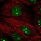 Pescadillo homolog antibody, HPA066670, Atlas Antibodies, Immunocytochemistry image 