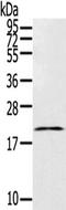 Testis Expressed 37 antibody, TA351874, Origene, Western Blot image 