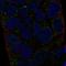 HLA class II histocompatibility antigen, DM alpha chain antibody, HPA017295, Atlas Antibodies, Immunofluorescence image 