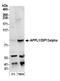 DCC-interacting protein 13-alpha antibody, A304-782A, Bethyl Labs, Western Blot image 