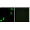 Ribosomal Protein S20 antibody, A06634, Boster Biological Technology, Immunohistochemistry paraffin image 