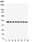 Peptidylprolyl Isomerase D antibody, R30544, NSJ Bioreagents, Western Blot image 