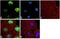 p180 antibody, 720133, Invitrogen Antibodies, Immunofluorescence image 