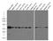 alpha-Tubulin antibody, 66031-1-Ig, Proteintech Group, Western Blot image 
