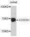 Coiled-Coil Domain Containing 61 antibody, abx125621, Abbexa, Western Blot image 