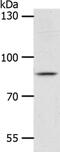 Ankyrin Repeat Domain 28 antibody, PA5-50548, Invitrogen Antibodies, Western Blot image 