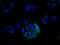 MAS Related GPR Family Member X3 antibody, A66926-100, Epigentek, Immunofluorescence image 