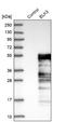 ETS Transcription Factor ELK3 antibody, NBP1-83960, Novus Biologicals, Western Blot image 