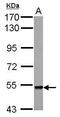 Plexin-A4 antibody, PA5-32026, Invitrogen Antibodies, Western Blot image 