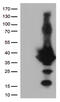 EF-hand domain-containing protein D1 antibody, CF812758, Origene, Western Blot image 