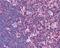 Bloom syndrome protein antibody, 49-657, ProSci, Immunohistochemistry frozen image 