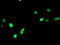Peroxisome proliferator-activated receptor alpha antibody, TA503545, Origene, Immunofluorescence image 