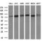 Galactosidase Beta 1 antibody, MA5-26171, Invitrogen Antibodies, Western Blot image 