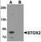 Storkhead Box 2 antibody, orb94728, Biorbyt, Western Blot image 