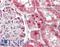 Renin-1 antibody, LS-B12461, Lifespan Biosciences, Immunohistochemistry paraffin image 
