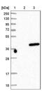 FluA antibody, NBP1-85090, Novus Biologicals, Western Blot image 