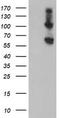 RNA Binding Motif Protein 46 antibody, TA504552S, Origene, Western Blot image 