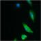 Glutathione-S-Transferase Tag antibody, MA4-004-A488, Invitrogen Antibodies, Immunofluorescence image 