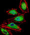 RUNX Family Transcription Factor 3 antibody, LS-C162814, Lifespan Biosciences, Immunofluorescence image 