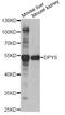 Dihydropyrimidinase antibody, STJ28451, St John