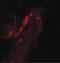 HNF-3-beta antibody, LS-C201056, Lifespan Biosciences, Immunofluorescence image 