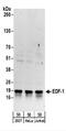 Endothelial differentiation-related factor 1 antibody, NBP2-22327, Novus Biologicals, Western Blot image 