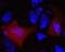 V5 epitope tag antibody, MA5-15253-D650, Invitrogen Antibodies, Immunofluorescence image 
