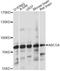 ATP Binding Cassette Subfamily G Member 4 antibody, LS-C749592, Lifespan Biosciences, Western Blot image 