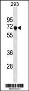 Proline Rich 14 antibody, 60-599, ProSci, Western Blot image 